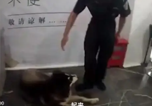 流浪阿拉斯加银行蹭空调不肯走,民警一句话乖乖上警车 流浪阿拉斯加银行蹭空调不肯走,民警一句话乖乖上警车