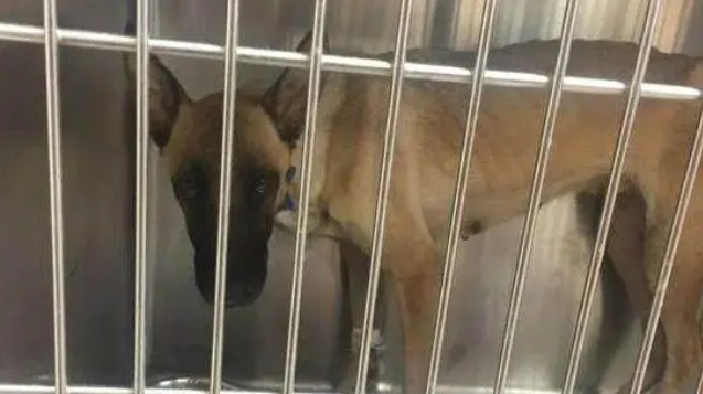 流浪母狗在下水道一直对着志工犬吠，志工靠近一看泪如泉涌