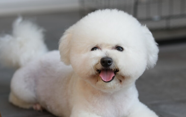 比熊犬大概多少钱