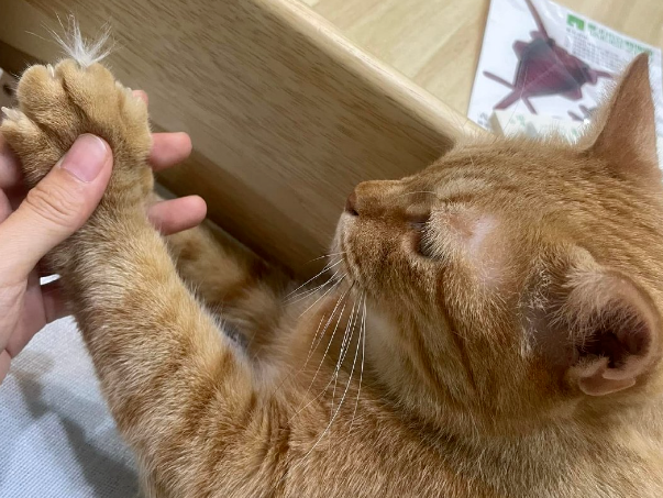 打架被抓，大橘坚决否认，铲屎官：已从凶手猫指甲采集到被打猫的毛发！
