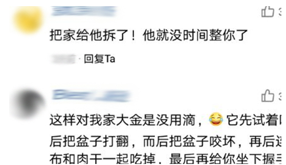 宠主把肉放水盆里,二哈看得到却吃不到,网友:金毛能吃得到 宠主把肉放水盆里,二哈看得到却吃不到,网友:金毛能吃得到