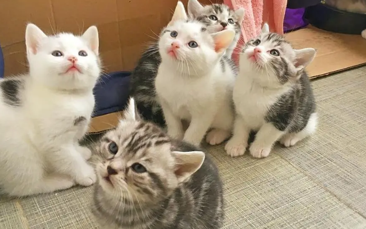小猫多大可以怀孕