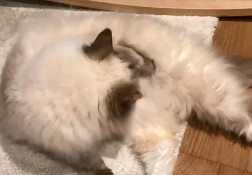猫咪脸上长了“Y”字，被人嫌弃不好看，在收容所9年无人领养