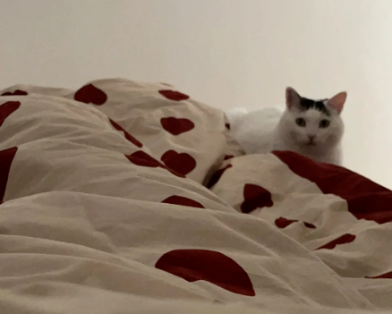 婚礼当天家里的猫咪怎么办?网友们的各种操作搞笑又暖心...... 婚礼当天家里的猫咪怎么办?网友们的各种操作搞笑又暖心......