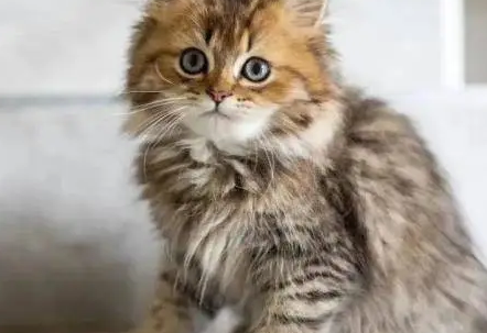 怎么看猫猫多大年龄 怎么看猫猫多大年龄