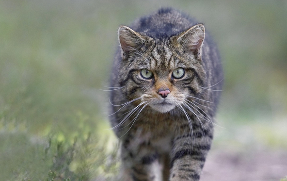野猫进宅是福是祸