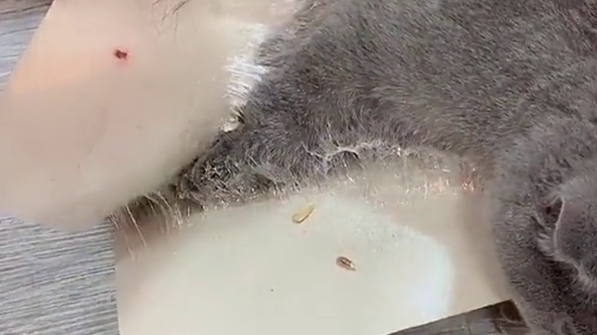 老鼠胶粘到猫身上怎么去除 老鼠胶粘到猫身上怎么去除
