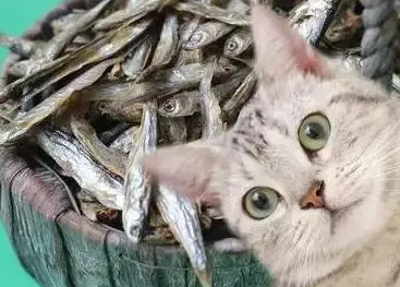 ProDiet博黛:关于猫零食你必须要知道的事 ProDiet博黛:关于猫零食你必须要知道的事
