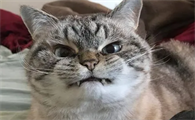 怎么样让猫知道我生气了