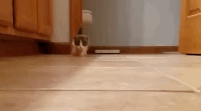 实战篇!各个阶段猫咪喂养攻略,来对号入座! 实战篇!各个阶段猫咪喂养攻略,来对号入座!