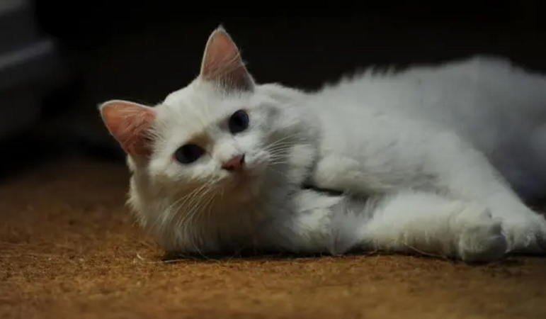 招猫喜欢的人有灵性 招猫喜欢的人有灵性