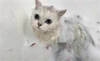 小猫能洗澡吗
