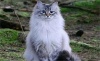 怎么判断猫咪还有多久生