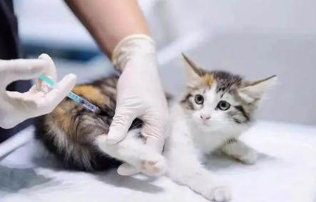 小猫什么时候可以打疫苗