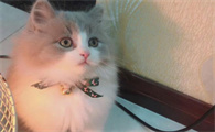 怎么区分猫瘟和肠胃炎