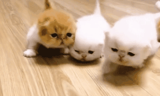 实战篇!各个阶段猫咪喂养攻略,来对号入座! 实战篇!各个阶段猫咪喂养攻略,来对号入座!