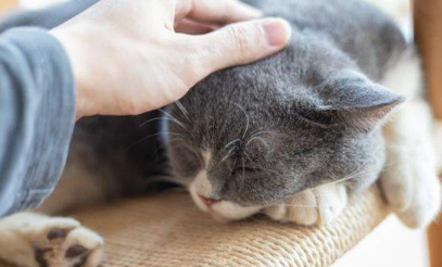 养猫人身上起红疙瘩很痒怎么办 养猫人身上起红疙瘩很痒怎么办