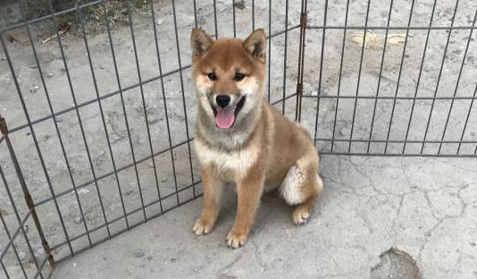 柴犬被主人设计了，一块肉就让它失去了自由，狗：吃肉的惩罚