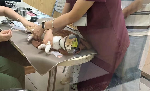 宠物看病比人贵？猫咪骨折花费上万，专家挂号费三百