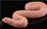 中华眼镜蛇是几级保护动物