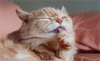 小猫总是舔毛是什么原因