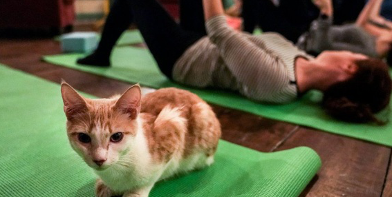 萌猫咪非要跟铲屎官一起做瑜伽,可爱翻了! 萌猫咪非要跟铲屎官一起做瑜伽,可爱翻了!