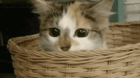 猫咪独自在家就不吃不喝、不上厕所?是 “分离焦虑”吗 猫咪独自在家就不吃不喝、不上厕所?是 “分离焦虑”吗
