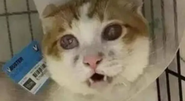 流浪猫因为好奇心掉入泥潭,幸好遇见好心人,最后模样转变惊人 流浪猫因为好奇心掉入泥潭,幸好遇见好心人,最后模样转变惊人