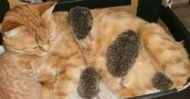大橘收养了一群小刺猬，每天充当妈妈照顾它们，特别的暖心
