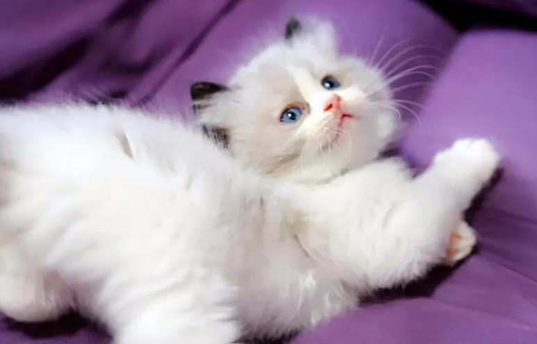 布偶猫为什么不能养 布偶猫为什么不能养