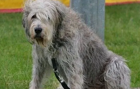 奥达猎犬好养吗 初养狗者慎重 奥达猎犬好养吗 初养狗者慎重
