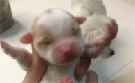 新出生幼犬相继死去原因