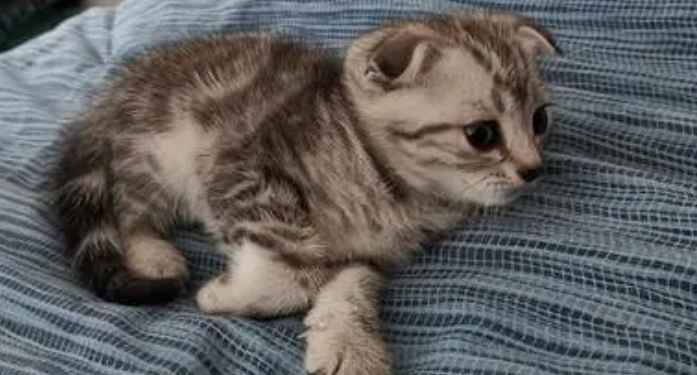 养猫常见病自查,新手铲屎官看过来!!! 养猫常见病自查,新手铲屎官看过来!!!