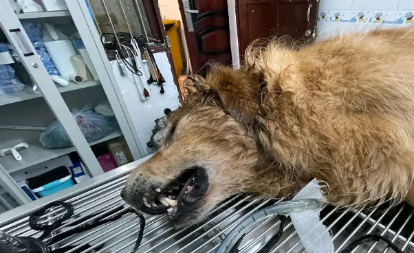 贵州黔西：8只宠物狗先后口吐白沫死亡，疑似有人投毒