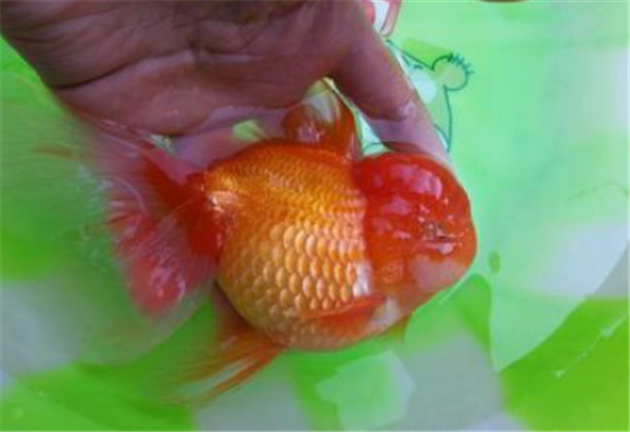 金鱼炸鳞怎么治疗最简单的 金鱼炸鳞怎么治疗最简单的