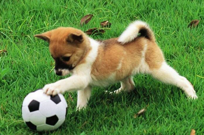 多城出台养犬新政 纵犬、虐犬都将面临重罚！