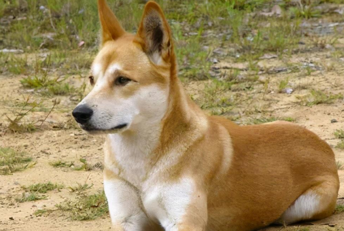 中华田园犬白土松多少钱