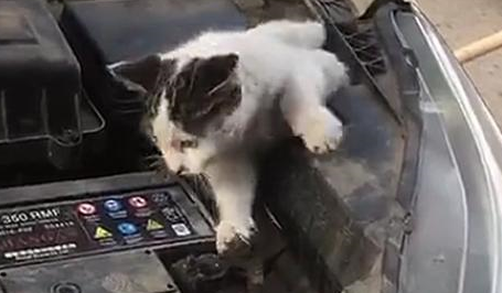 流浪猫钻进引擎盖，被救出后一脸不乐意：外面这么冷，为啥要救我