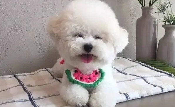 比熊哼哼唧唧表示什么