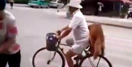 大爷吩咐金毛看着自行车,金毛一脸戒备:谁也别想动我家车 大爷吩咐金毛看着自行车,金毛一脸戒备:谁也别想动我家车