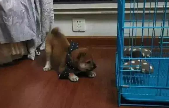 男子公园花了500元竟买了一只柴犬,知道真相后却引网友热议 男子公园花了500元竟买了一只柴犬,知道真相后却引网友热议
