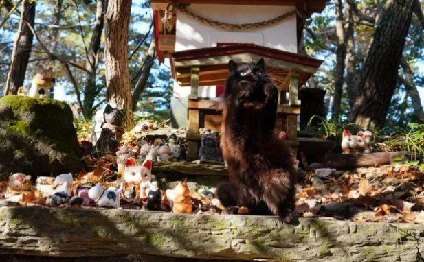 日本田代岛喵星人神社又来了新猫猫,这次是只黑猫主持来值班 日本田代岛喵星人神社又来了新猫猫,这次是只黑猫主持来值班