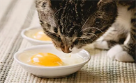 小猫能吃蛋黄吗