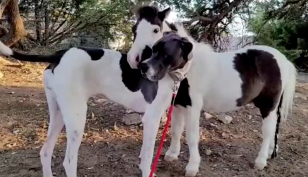 大丹犬和迷你马成好朋友,乍一看好似双胞胎…分不清谁是狗? 大丹犬和迷你马成好朋友,乍一看好似双胞胎…分不清谁是狗?