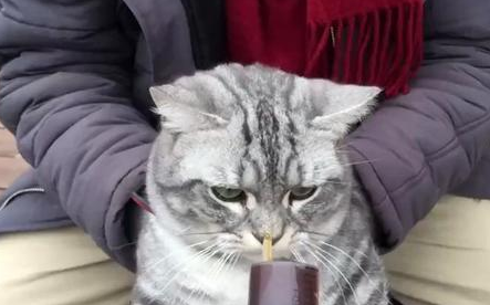 柯基偷吃猫咪的零食，小猫咪嫌弃的眼神让主人都笑了！