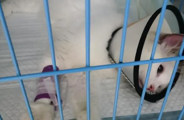 布偶猫飞机托运后得猫瘟死亡：动物检疫存“冒名顶替”乱象