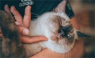 小猫呼吸咕噜咕噜的声音