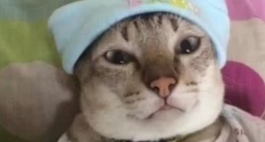 猫咪怀孕了,男子兴冲冲的买了一堆东西回来,女友回家一看傻眼了 猫咪怀孕了,男子兴冲冲的买了一堆东西回来,女友回家一看傻眼了