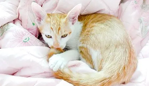 小猫舔被子需要制止吗 小猫舔被子需要制止吗