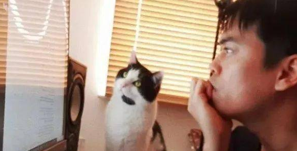 网友翻柜子时,竟翻出一大窝陌生的猫咪,问题是:我没养猫啊 网友翻柜子时,竟翻出一大窝陌生的猫咪,问题是:我没养猫啊